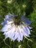 nigella albastra
