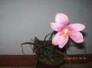 IMG_4161