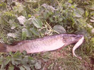 STIUCA