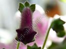 Kohleria Marta (ni)