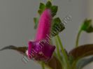 Kohleria Marta (ni)