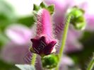 Kohleria Marta (ni)