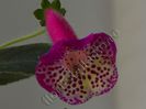 Kohleria Marta (ni)