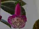 Kohleria Marta (ni)