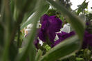 DSCF1170