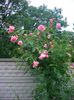 CORAL DAWN
