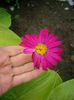 tanacetum