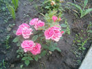 Picture 010