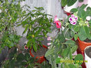 Gloxinii 23 05-2013