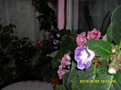 Gloxinii 23 05-2013