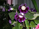 Gloxinii 23 05-2013
