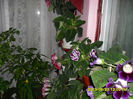 Gloxinii 23 05-2013