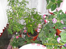 Gloxinii 23 05-2013