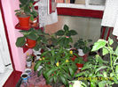 Gloxinii 23 05-2013