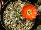 Acanthocalycium variiflorum