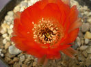 Acanthocalycium variiflorum