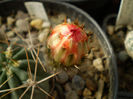 Acanthocalycium variiflorum