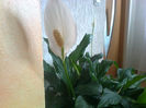 spathiphyllum crin de camera