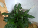 spathiphyllum crin de camera
