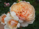 Parfum d'Orleans