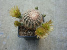 Echinocereus chloranthus (Engelm.) J.N.Haage 1859