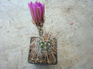 Echinocereus engelmannii var. variegatus     (Engelm. & J.M.Bigelow) R