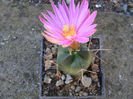 Echinocereus knippelianus ssp. kruegeri    (Glass & R.A.Foster) Glass 1997