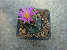 Echinocereus knippelianus ssp. kruegeri   (Glass & R.A.Foster) Glass 1997