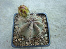 Echinocereus subinermis var. ochoterenae (J.G.Ortega) G.Unger