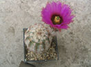 Echinocereus reichenbachii    (Terscheck) J.N.Haage 1859