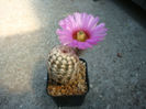 Echinocereus reichenbachii   (Terscheck) J.N.Haage 1859