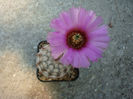 Echinocereus reichenbachii  (Terscheck) J.N.Haage 1859