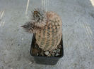 Echinocereus reichenbachii ssp. fitchii      (Britton & Rose) N.P. Taylor 1969