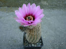 Echinocereus reichenbachii ssp. fitchii     (Britton & Rose) N.P. Taylor 1969