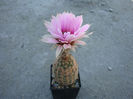 Echinocereus reichenbachii ssp. fitchii    (Britton & Rose) N.P. Taylor 1969