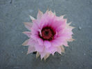 Echinocereus reichenbachii ssp. fitchii  (Britton & Rose) N.P. Taylor 1969