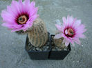 Echinocereus reichenbachii ssp. fitchii (Britton & Rose) N.P. Taylor 1969
