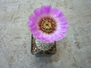 Echinocereus reichenbachii var. baileyi (Rose) N.P.Taylor 1985