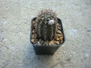 Echinocereus stoloniferus   W.T.Marshall1938