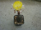 Echinocereus stoloniferus  W.T.Marshall 1938