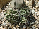 Echinocereus triglochidiatus Engelm. 1848