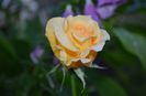 DSC_1035