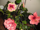 hibiscus grup