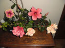 hibiscus grup