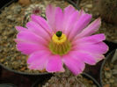 Echinocereus pentalophus
