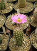 Echinocereus pentalophus
