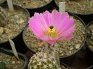 Echinocereus pentalophus