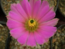 Echinocereus pentalophus
