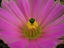 Echinocereus pentalophus