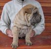 pui shar pei